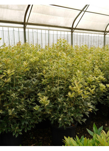 OSMANTHUS heterophyllus TRICOLOR ou GOSHIKI En pot de 15-20 litres