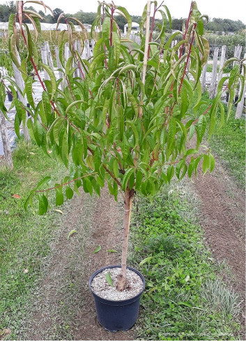 PÊCHER En pot de 10-12 litres forme gobelet