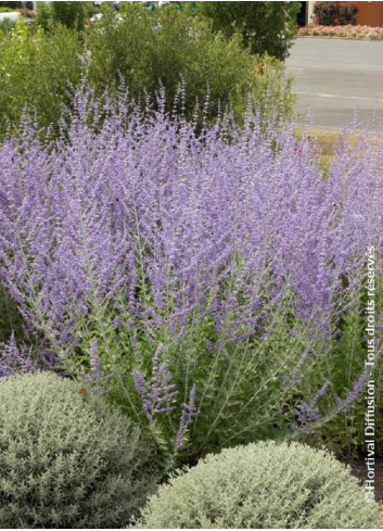 PEROVSKIA atriplicifolia BLUE SPIRE