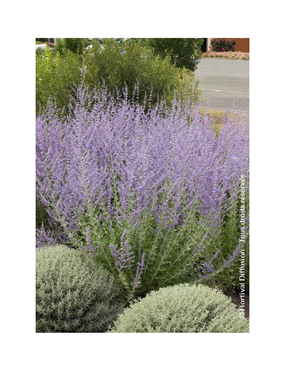 PEROVSKIA atriplicifolia BLUE SPIRE