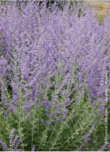 PEROVSKIA atriplicifolia BLUE SPIRE