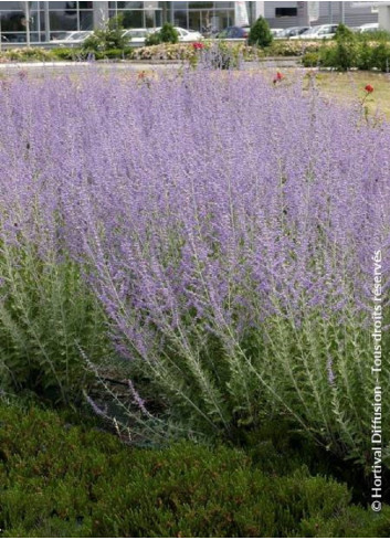 PEROVSKIA atriplicifolia BLUE SPIRE