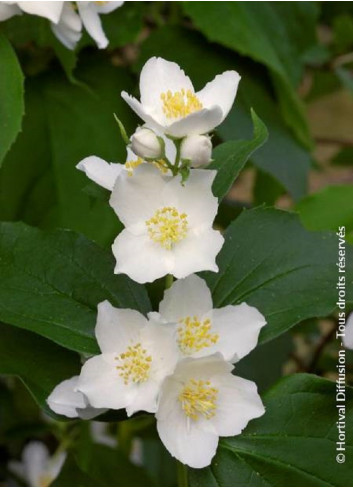 PHILADELPHUS coronarius