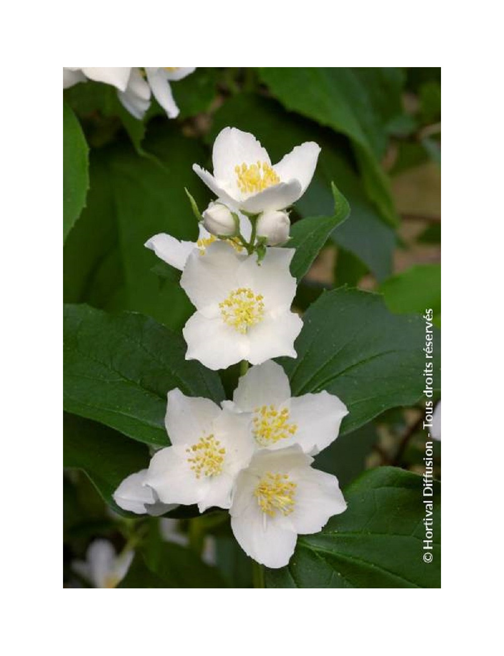 PHILADELPHUS coronarius