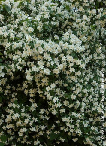 PHILADELPHUS coronarius