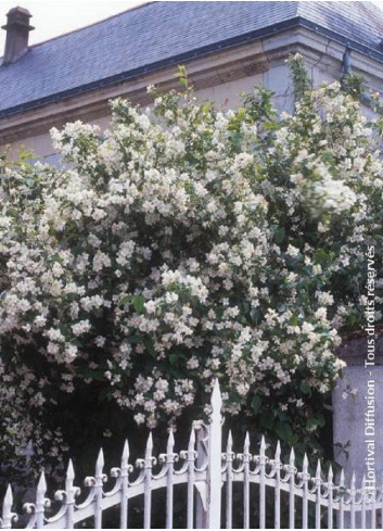 PHILADELPHUS coronarius