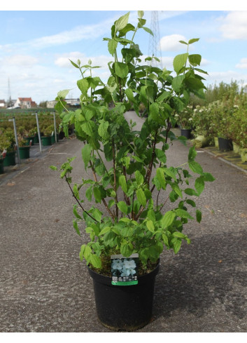 PHILADELPHUS coronarius En pot de 10-12 litres