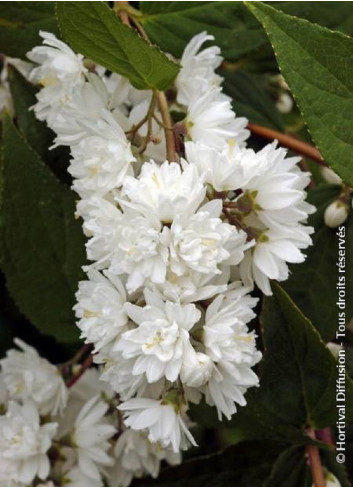 PHILADELPHUS minnesota SNOWFLAKE