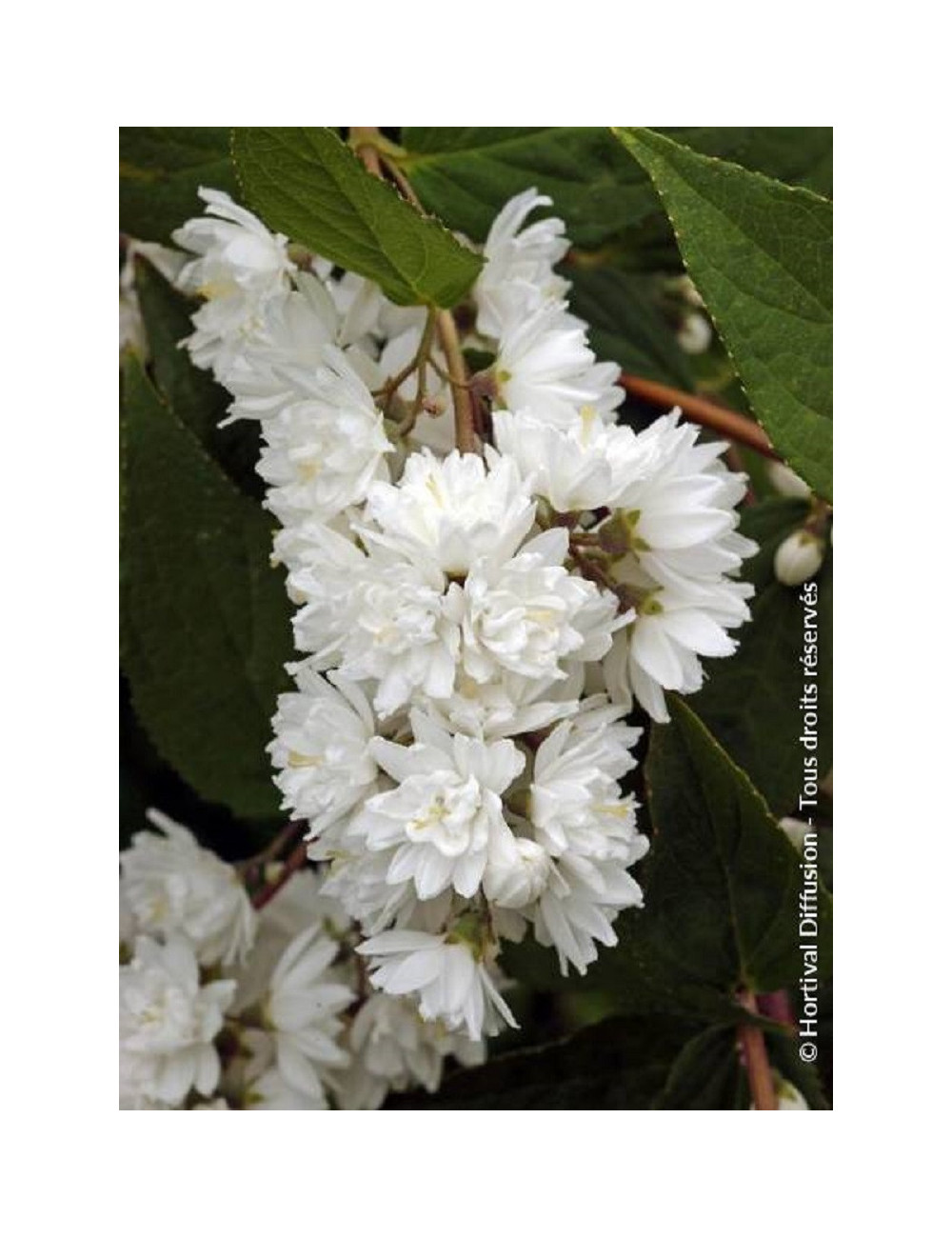 PHILADELPHUS minnesota SNOWFLAKE