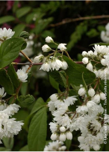 PHILADELPHUS minnesota SNOWFLAKE