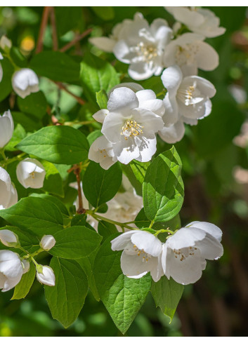 PHILADELPHUS virginalis