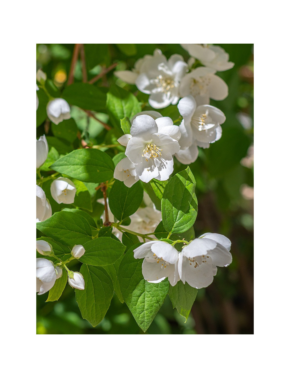 PHILADELPHUS virginalis