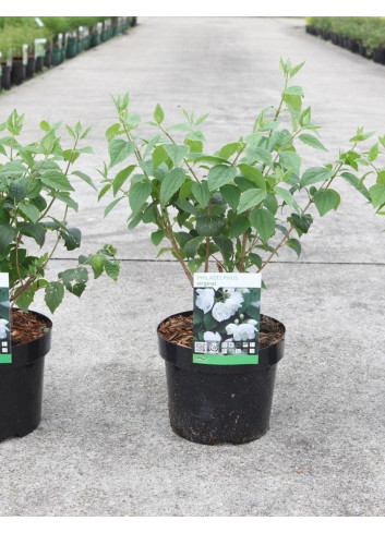 PHILADELPHUS virginalis En pot de 3-4 litres