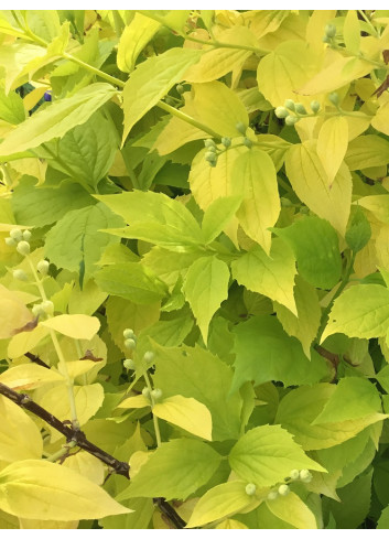 PHILADELPHUS coronarius AUREUS