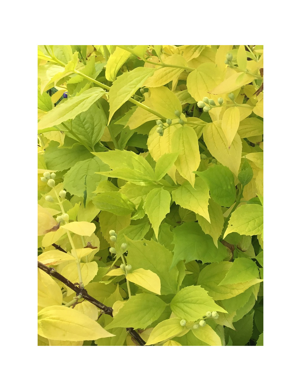 PHILADELPHUS coronarius AUREUS