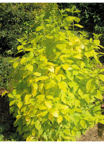 PHILADELPHUS coronarius AUREUS