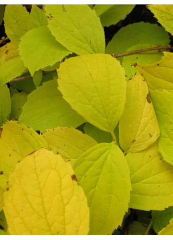 PHILADELPHUS coronarius AUREUS