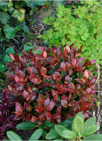 PHOTINIA fraseri LITTLE RED ROBIN