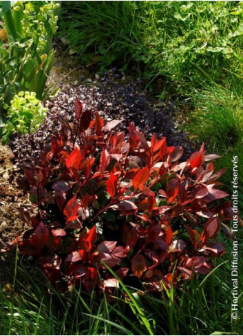 PHOTINIA fraseri LITTLE RED ROBIN