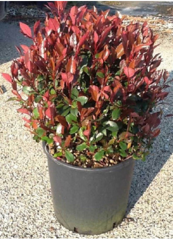 PHOTINIA fraseri LITTLE RED ROBIN