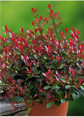 PHOTINIA fraseri LITTLE RED ROBIN