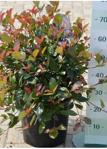 PHOTINIA fraseri LITTLE RED ROBIN