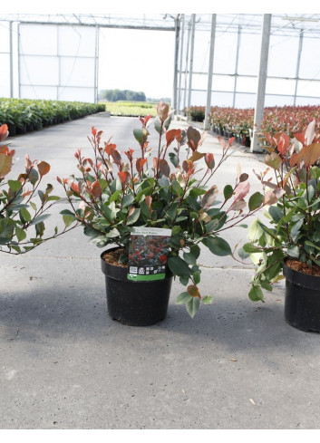 PHOTINIA fraseri LITTLE RED ROBIN En pot de 4-5 litres