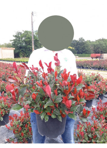 PHOTINIA fraseri LITTLE RED ROBIN En pot de 10-12 litres