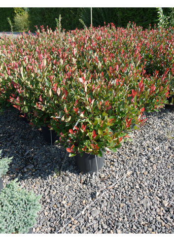 PHOTINIA fraseri LITTLE RED ROBIN En pot de 15-20 litres