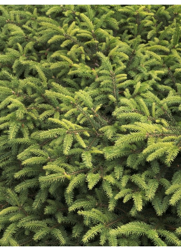 PICEA abies NIDIFORMIS