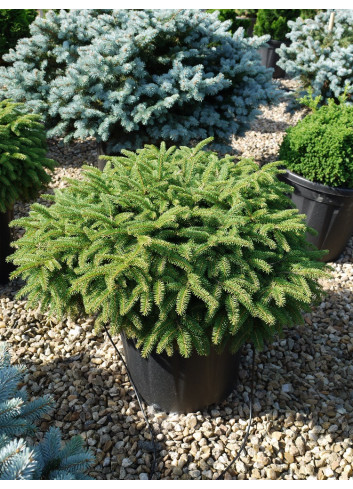 PICEA abies NIDIFORMIS En pot de 25-30 litres