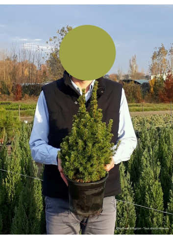 PICEA glauca CONICA En pot de 4-5 litres