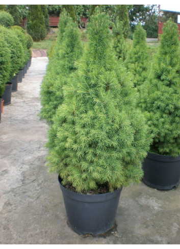 PICEA glauca CONICA En pot de 10-12 litres