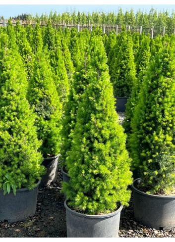 PICEA glauca CONICA En pot de 15-20 litres