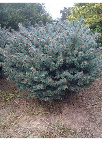 PICEA pungens GLAUCA GLOBOSA