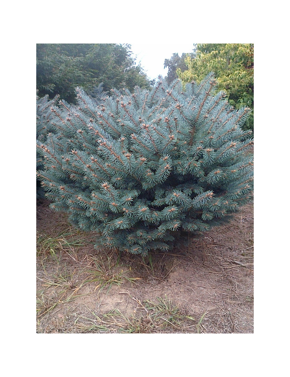 PICEA pungens GLAUCA GLOBOSA