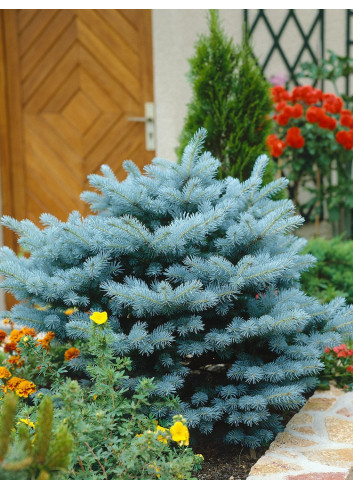 PICEA pungens GLAUCA GLOBOSA