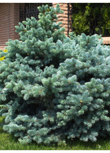 PICEA pungens GLAUCA GLOBOSA