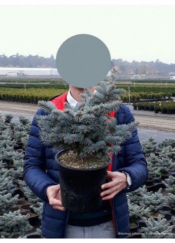 PICEA pungens GLAUCA GLOBOSA En pot de 4-5 litres