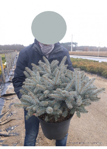 PICEA pungens GLAUCA GLOBOSA En pot de 10-12 litres