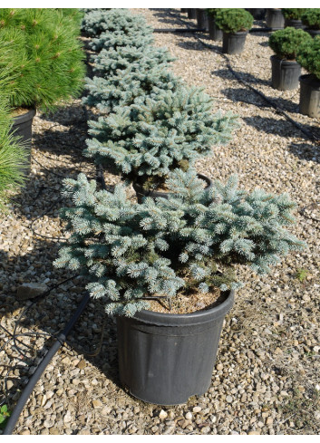 PICEA pungens GLAUCA GLOBOSA En pot de 15-20 litres