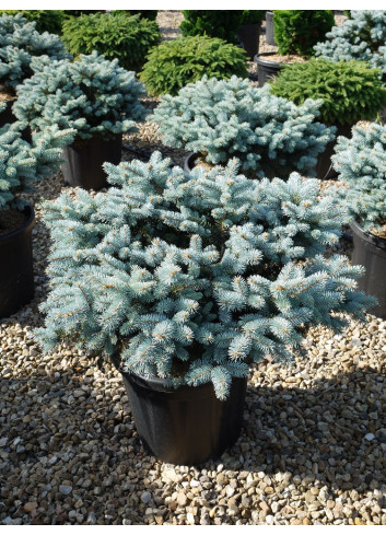 PICEA pungens GLAUCA GLOBOSA En pot de 25-30 litres