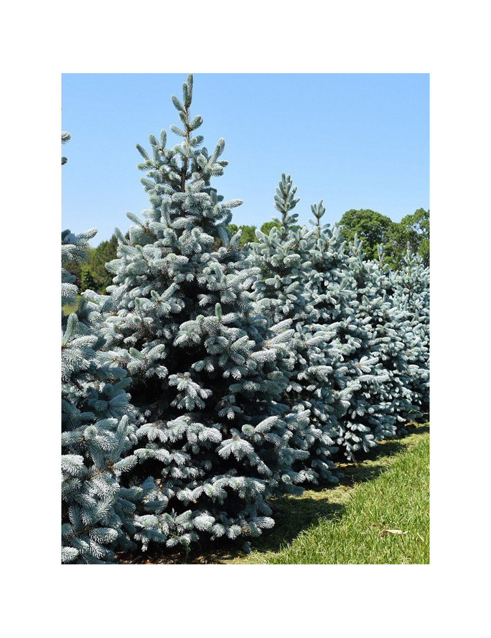 PICEA pungens HOOPSII