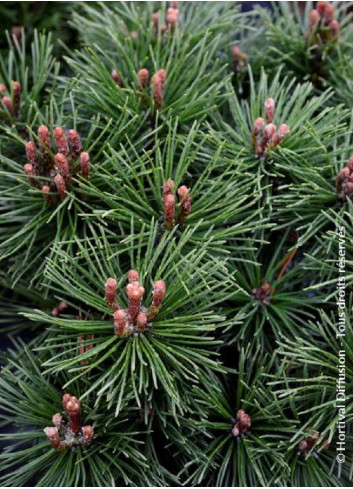 PINUS mugo MOPS