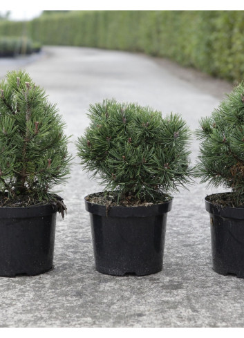 PINUS mugo MOPS En pot de 4-5 litres