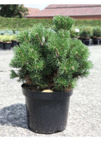 PINUS mugo MOPS En pot de 7-10 litres