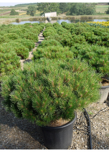 PINUS nigra PIERRICK BREGEON En pot de 25-30 litres