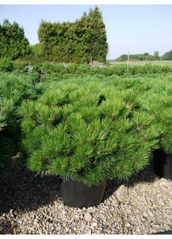 PINUS nigra PIERRICK BREGEON En pot de 25-30 litres