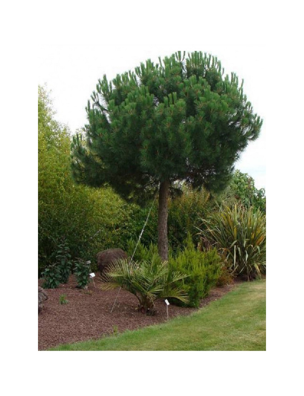 PINUS PINEA