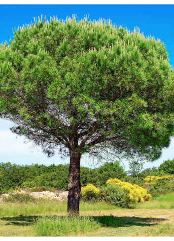 PINUS PINEA